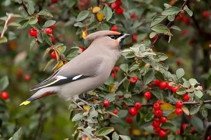 Waxwing (bombycilla garrulus) leírás, fajok, fotók, hang, videó,