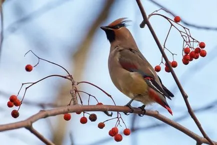 Waxwing (bombycilla garrulus) leírás, fajok, fotók, hang, videó,