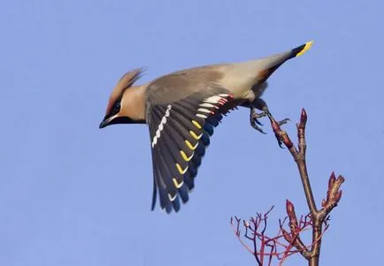 Waxwing (bombycilla garrulus) leírás, fajok, fotók, hang, videó,