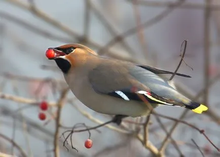 Waxwing (bombycilla garrulus) leírás, fajok, fotók, hang, videó,