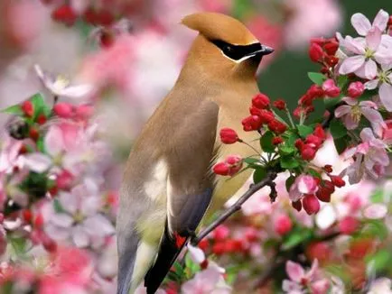 Waxwing (bombycilla garrulus) leírás, fajok, fotók, hang, videó,