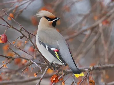 Waxwing (bombycilla garrulus) leírás, fajok, fotók, hang, videó,