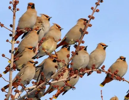 Waxwing (bombycilla garrulus) leírás, fajok, fotók, hang, videó,