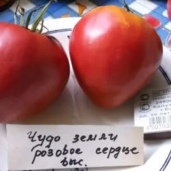 Tomate mirare caracteristica teren a soiului, comentarii, fotografii, productivitate