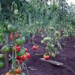 Tomate mirare caracteristica teren a soiului, comentarii, fotografii, productivitate