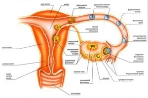 Testul de sarcină caracteristici Clearblue și instrucțiuni