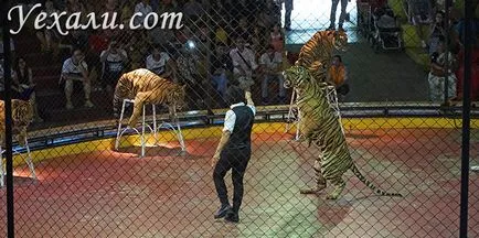 Tigers Pattaya hol és hogyan kommunikálnak velük