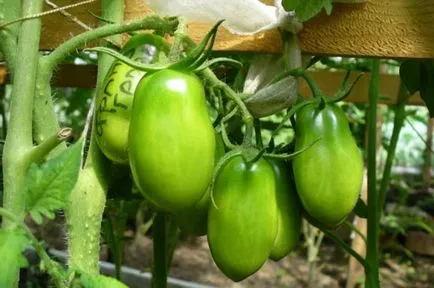 Caracterizarea grozdevoy tomate franceză și descrierea soiului, comentarii și fotografii