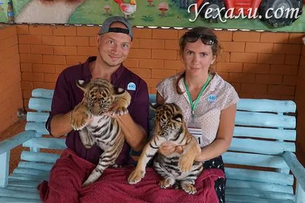 Tigrii în Pattaya, unde și cum să comunice cu ei
