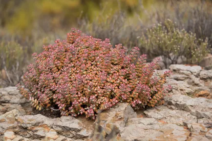 Фото Crassula видове всички тайни на грижи през 2017 г.