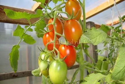 Tomate grozdevoy Locul de amplasare, comentarii, fotografii, descrierea