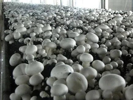 Tehnologia de creștere de ciuperci de pe sistemul multizonal - 1001 idee de afaceri