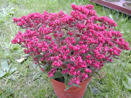 Фото Crassula видове всички тайни на грижи през 2017 г.