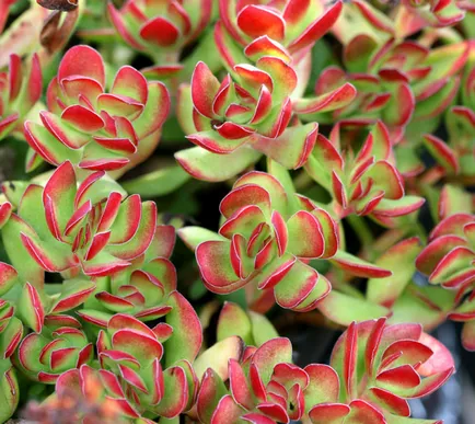 Фото Crassula видове всички тайни на грижи през 2017 г.