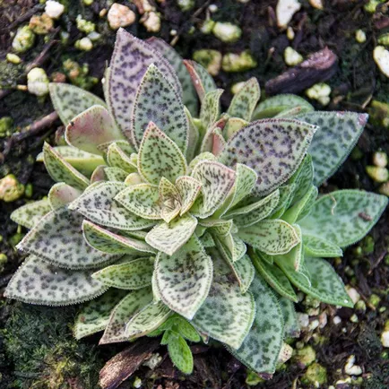 Фото Crassula видове всички тайни на грижи през 2017 г.