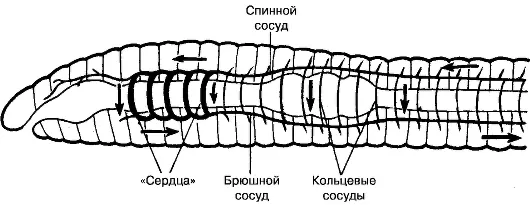 Típusa Annelids (annelides)