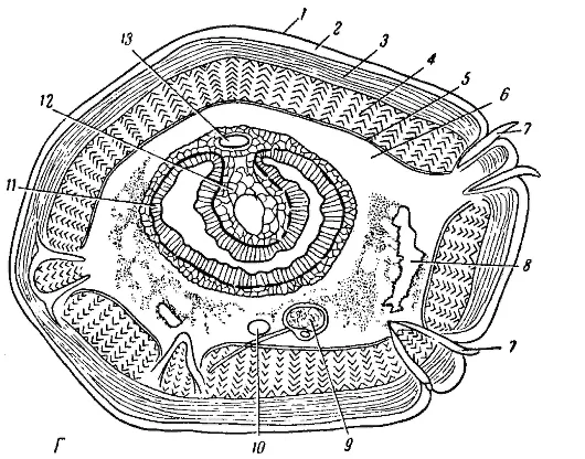 Típusa Annelids (annelides)