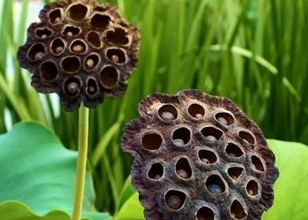 Trypophobia - какво е това, както се оказва,