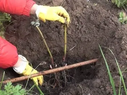 bujori ierboase - plantare și îngrijire