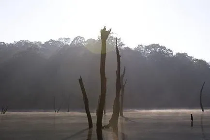 Невероятни наводнени гори