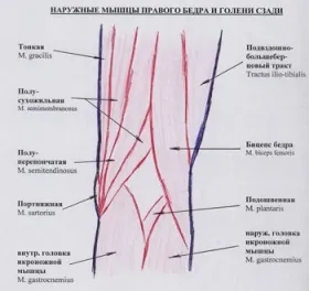 Ултразвукова диагностика на киста на Бейкър - п