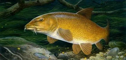 Barbel (hal)