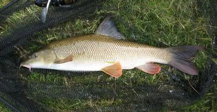 Barbel (hal)