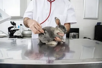 iepuri Atipita - eutanasierea iepure