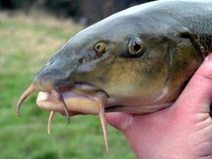 Barbel (hal)