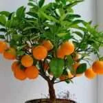 Care citrus növények otthon