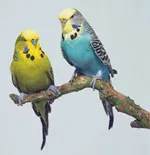 Grija pentru budgies