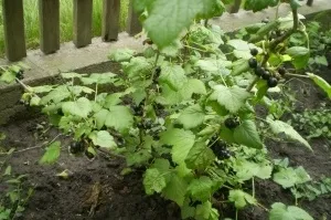 Îngrijire de primăvară coacaze negre - Plante Magic