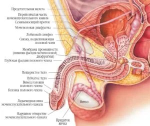 Увеличение (удължаване, удебеляване) на пениса в Уфа - клиника viromed