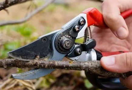 Care ribizli tavaszi metszés a régi hajtások, kezelés kártevők ellen, műtrágyázás