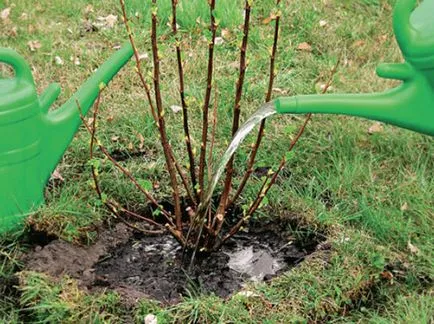 Care ribizli tavaszi metszés a régi hajtások, kezelés kártevők ellen, műtrágyázás