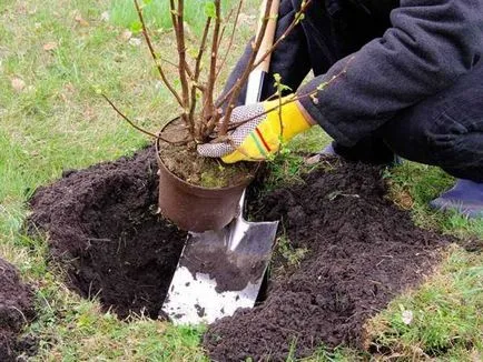 Îngrijire de primăvară tăiere de coacăz vechi muguri, tratament împotriva dăunătorilor, fertilizarea