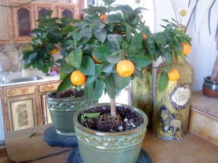 Gondozása citrusfélék termesztése a hazai titkok