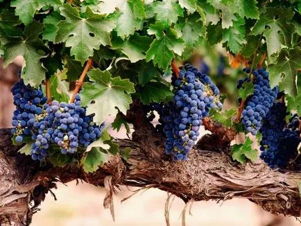Грижа за грозде в съветите за пролетните и съвети за любителите