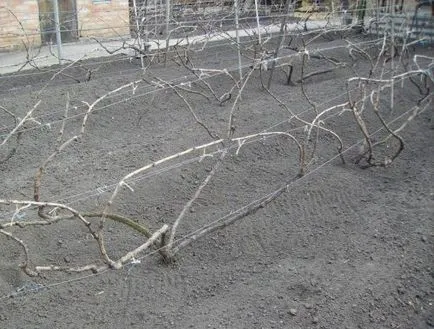 Care tavasszal szőlőt központi feldolgozó Pest