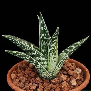 Aflați mai multe despre cultivarea acasă pestriță aloe