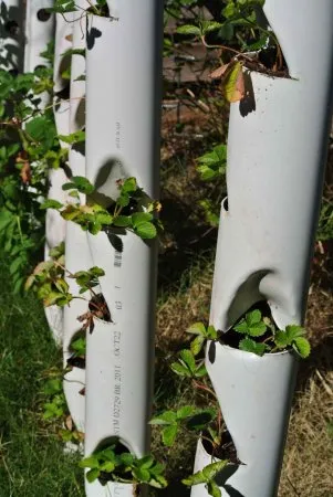 Crestele verticale - a salva un loc frumos - gradina mea - lumea ideilor