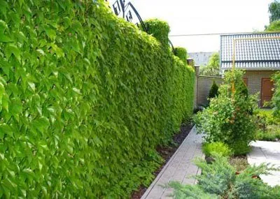 Вертикално озеленяване и градински стени със собствените си ръце