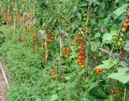 Crestele verticale - a salva un loc frumos - gradina mea - lumea ideilor