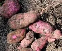 Отглеждане сладки картофи в Кубан