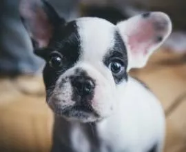 West Highland White terrier fotók és videók, az árak és a fajta leírása