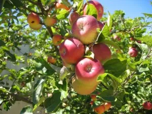 Cultivarea mere în Urali