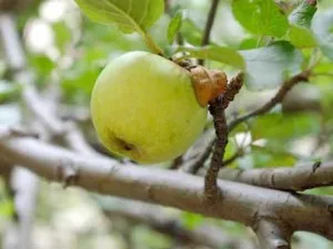 Отглеждане на ябълки в Урал