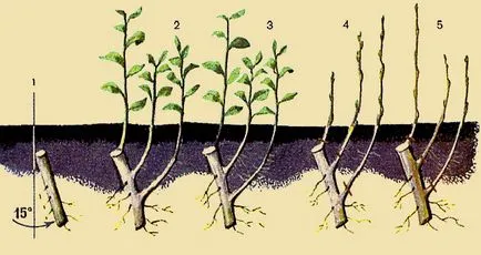 Cultivarea portaltoii vegetative