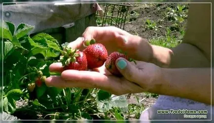Cultivarea de căpșuni în regiunea Moscova - sfaturi, site-ul de grădină, cabana și plante de apartament