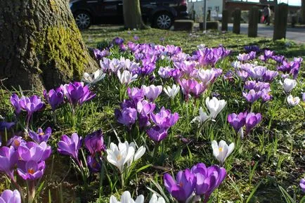 Cultivarea flori cum să planteze „un gazon înflorit“ cu propriile sale mâini